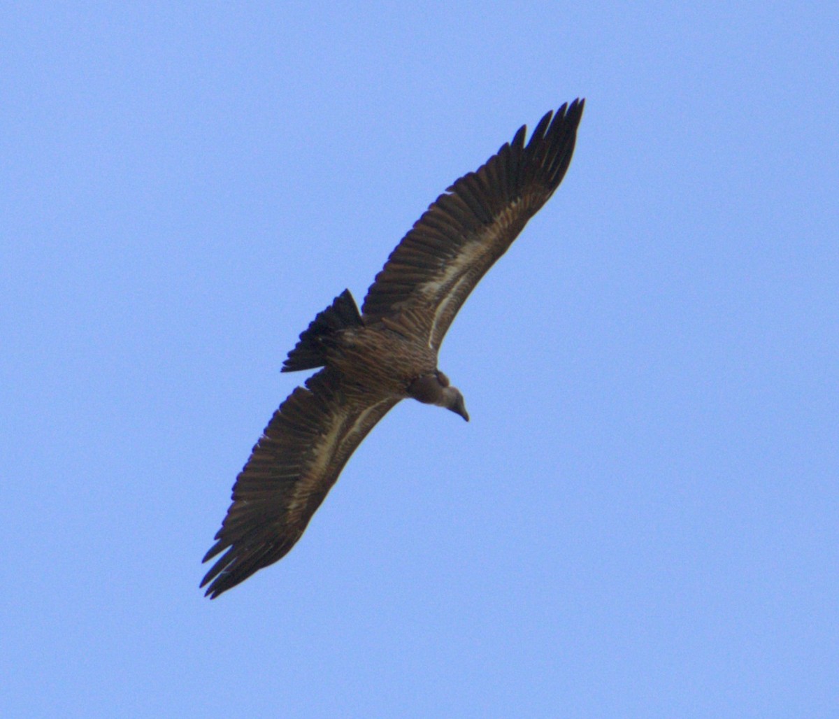 White-backed Vulture - ML637346611