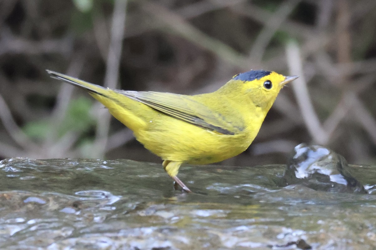 Wilson's Warbler - ML637346631