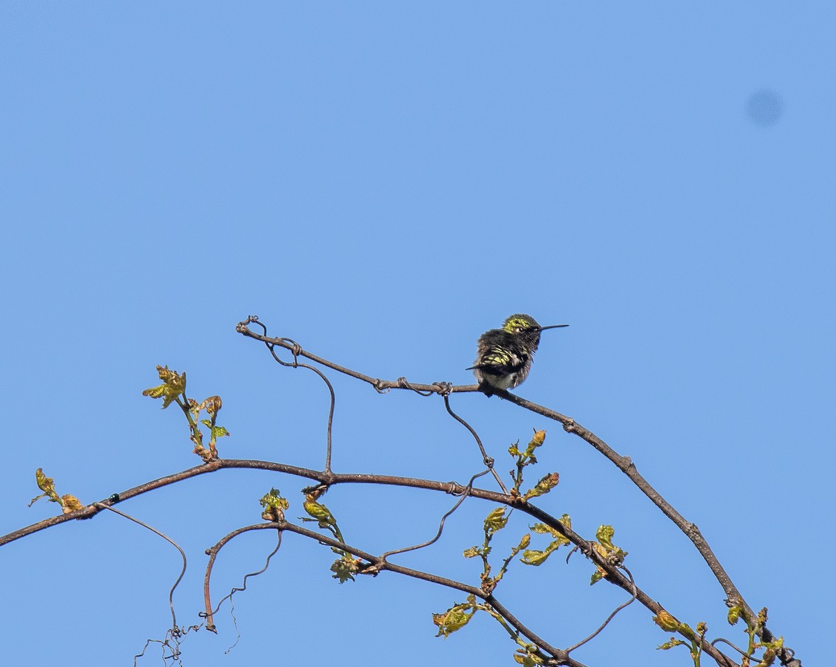 Ruby-throated Hummingbird - ML637346655