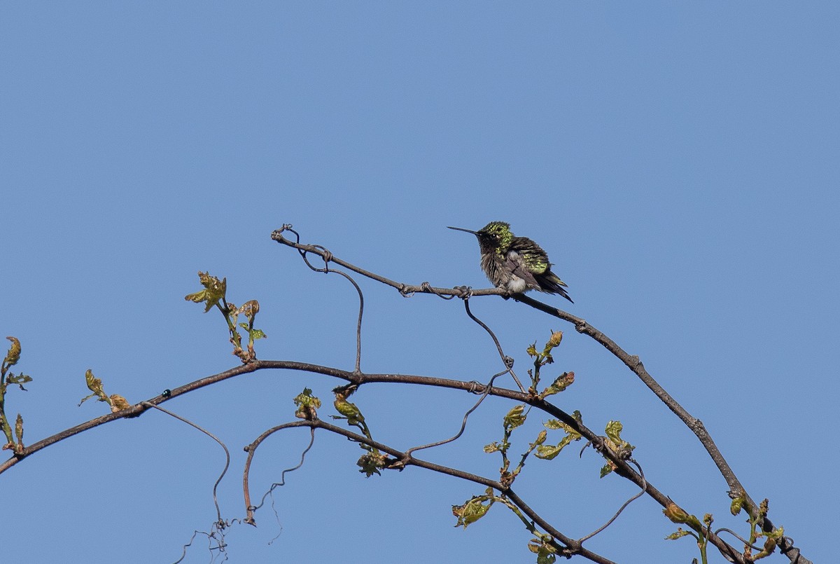 Ruby-throated Hummingbird - ML637346656