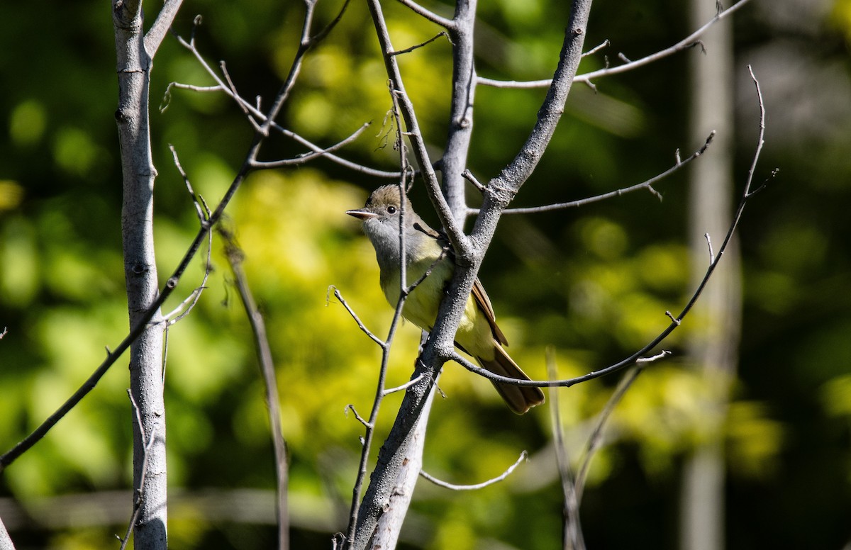 Great Crested Flycatcher - ML637346669