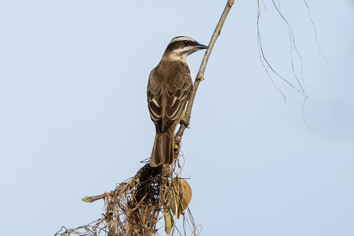 Piratic Flycatcher - ML637346671