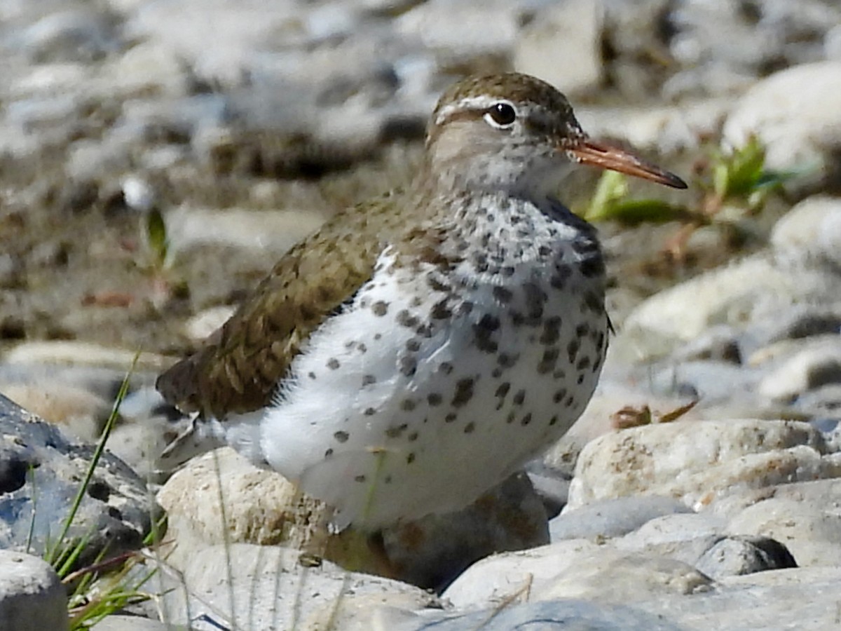 Spotted Sandpiper - ML637346684