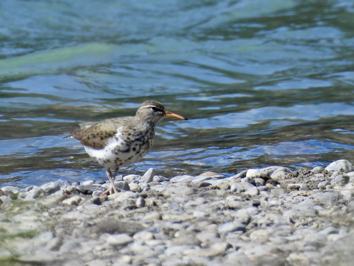 Spotted Sandpiper - ML637346685
