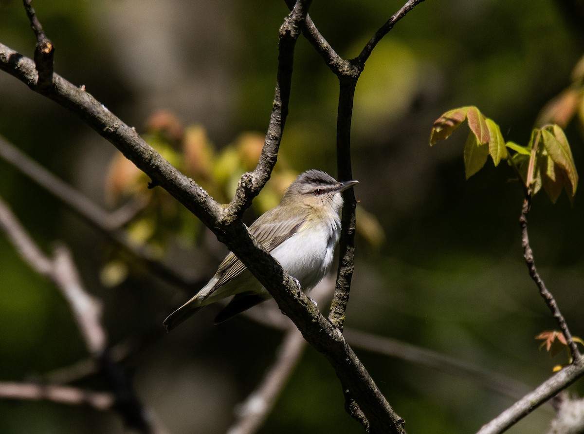 Red-eyed Vireo - ML637346704