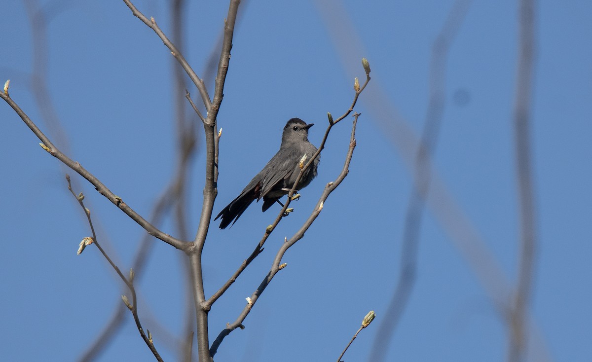 Gray Catbird - ML637346715