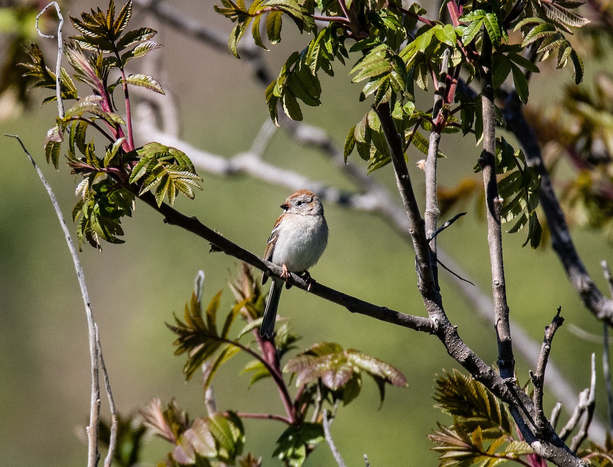 Field Sparrow - ML637346728
