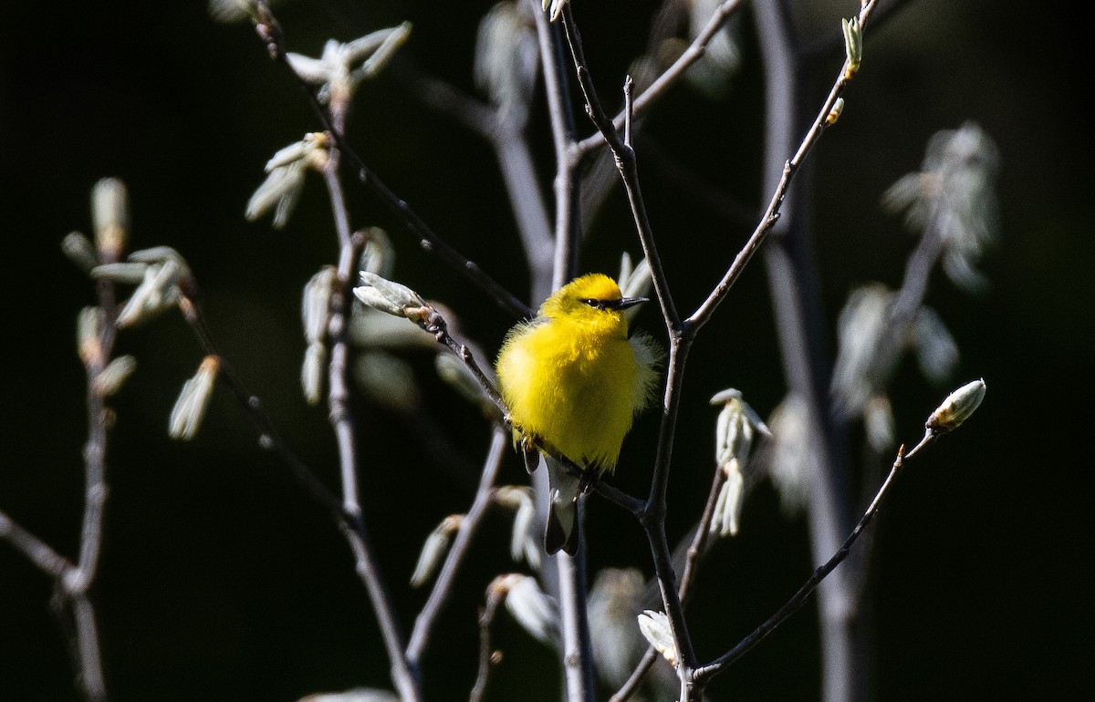 Blue-winged Warbler - ML637346742