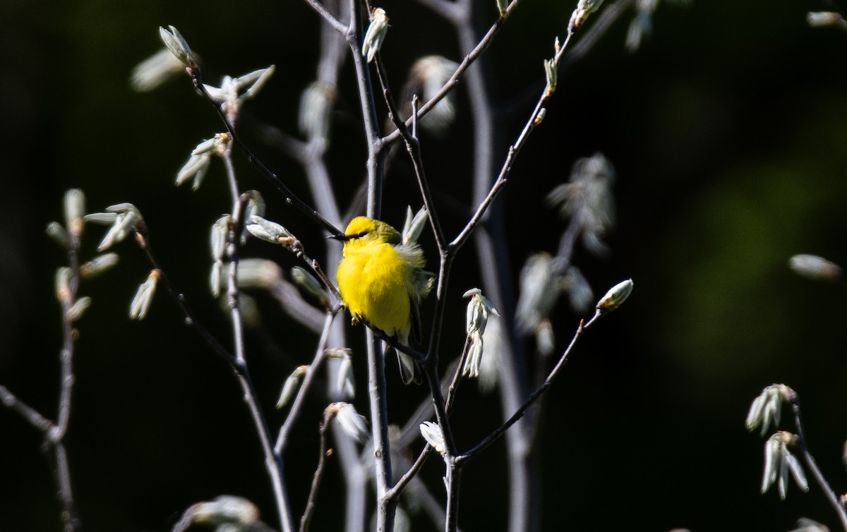 Blue-winged Warbler - ML637346743