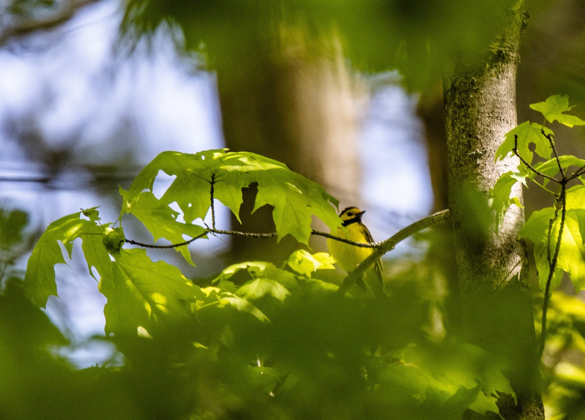 Hooded Warbler - ML637346760