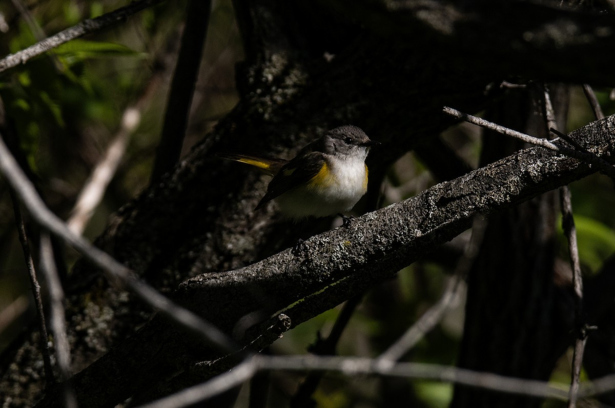 American Redstart - ML637346766