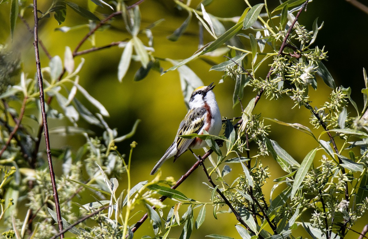Chestnut-sided Warbler - ML637346781