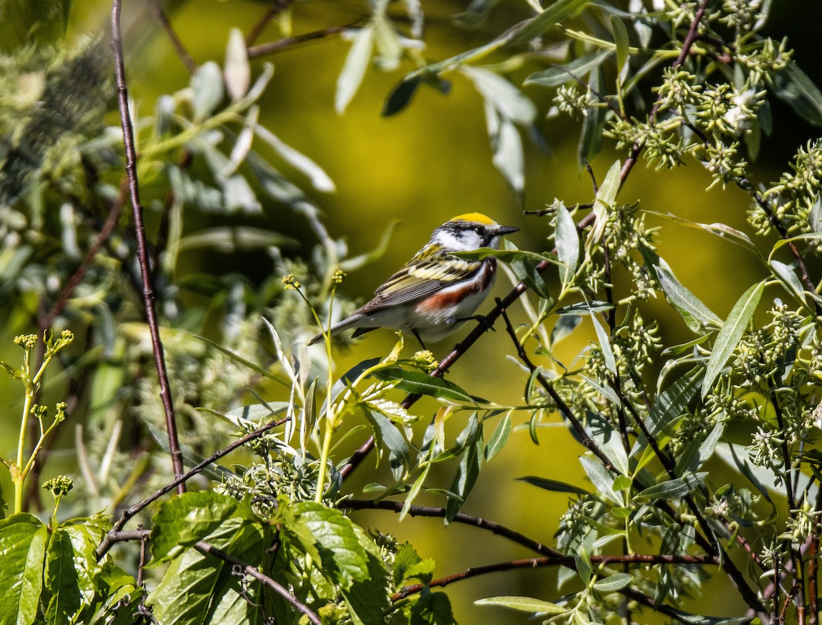 Chestnut-sided Warbler - ML637346782