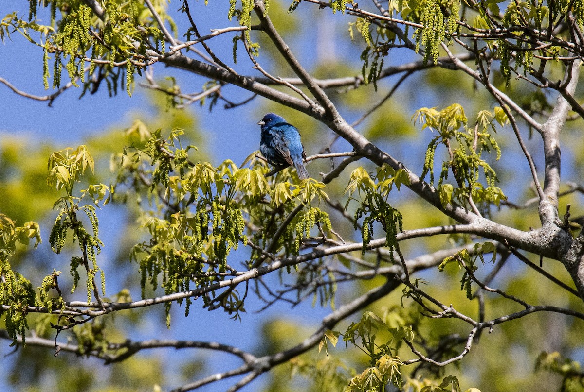 Indigo Bunting - ML637346790