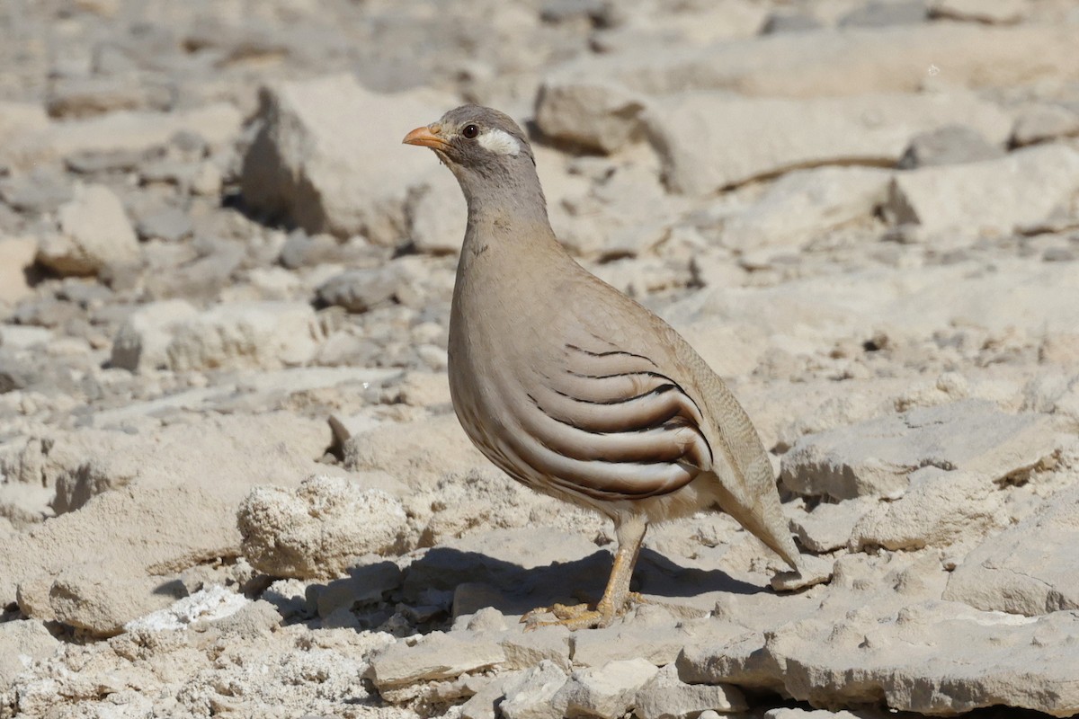 Sand Partridge - ML637346802