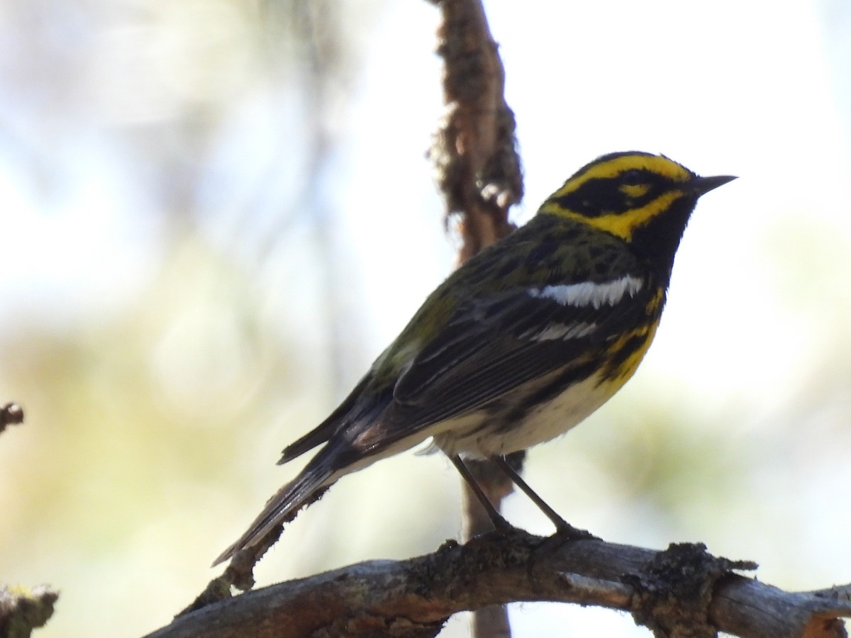 Townsend's Warbler - ML637346823