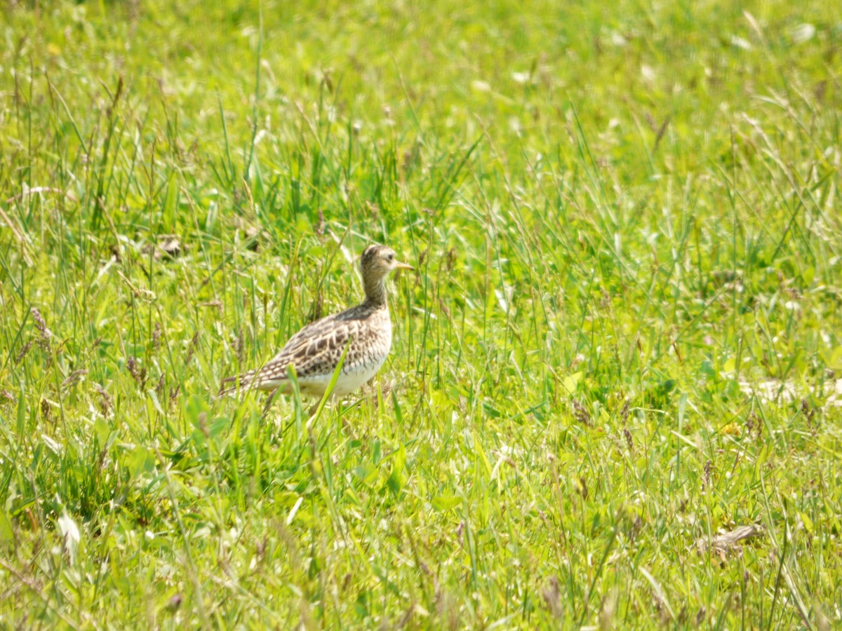 Upland Sandpiper - ML637346891