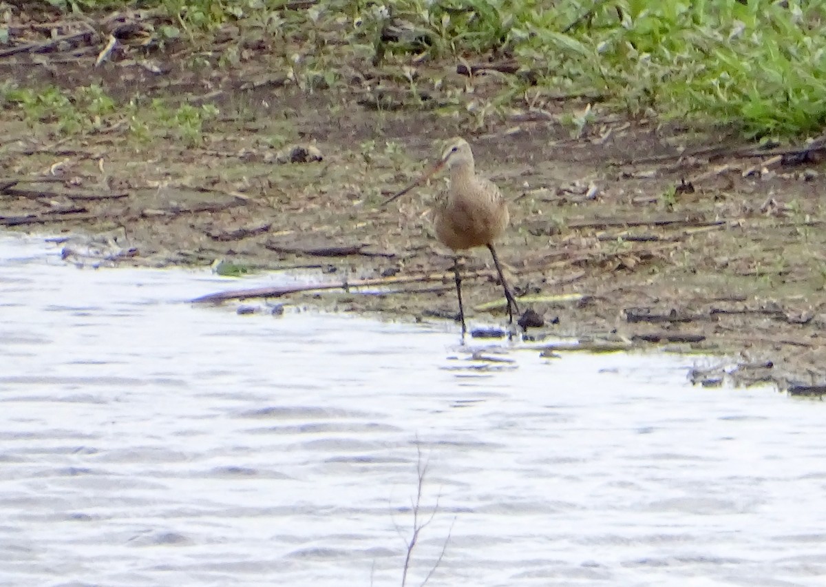 Marbled Godwit - ML637346903
