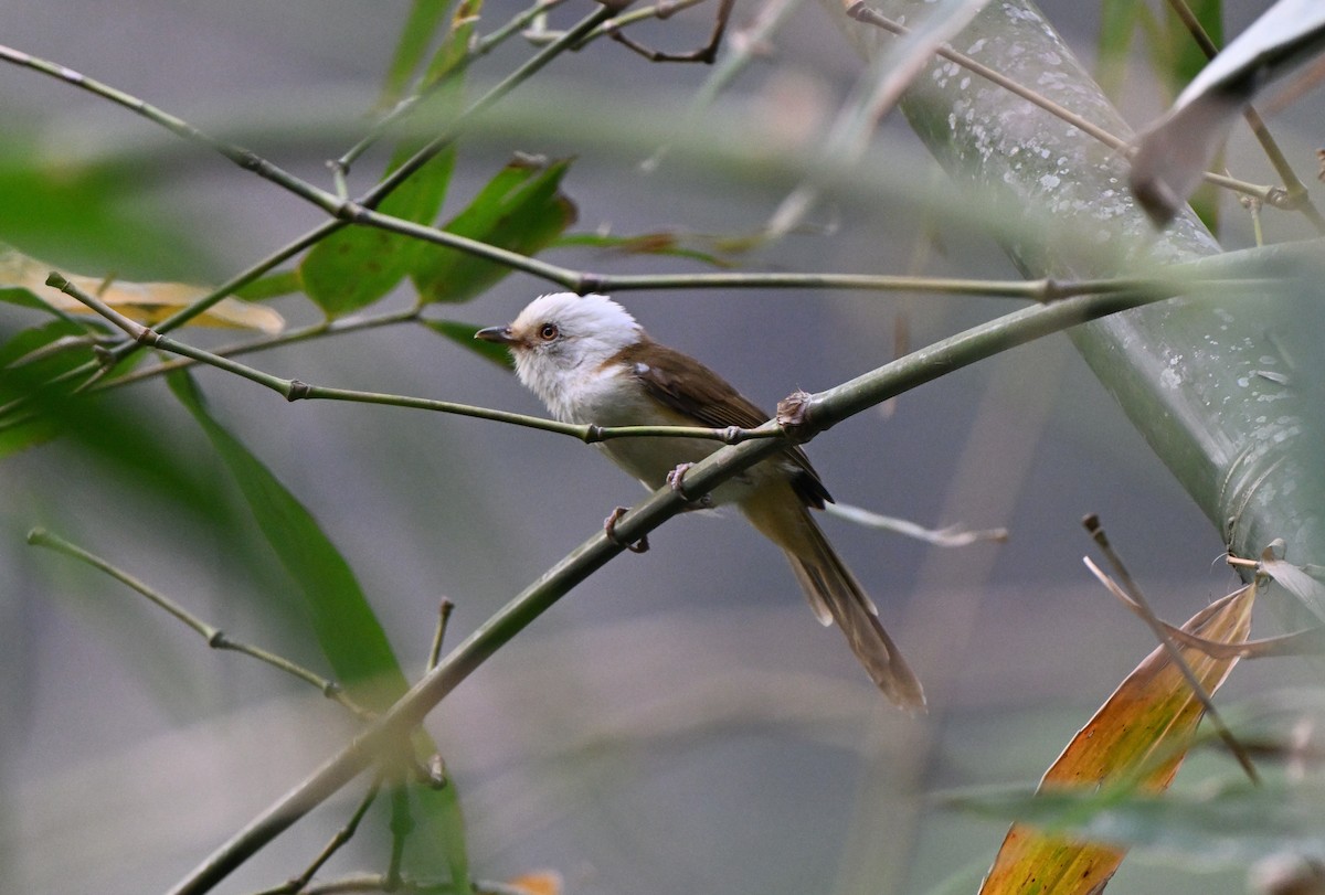 White-hooded Babbler - ML637346932