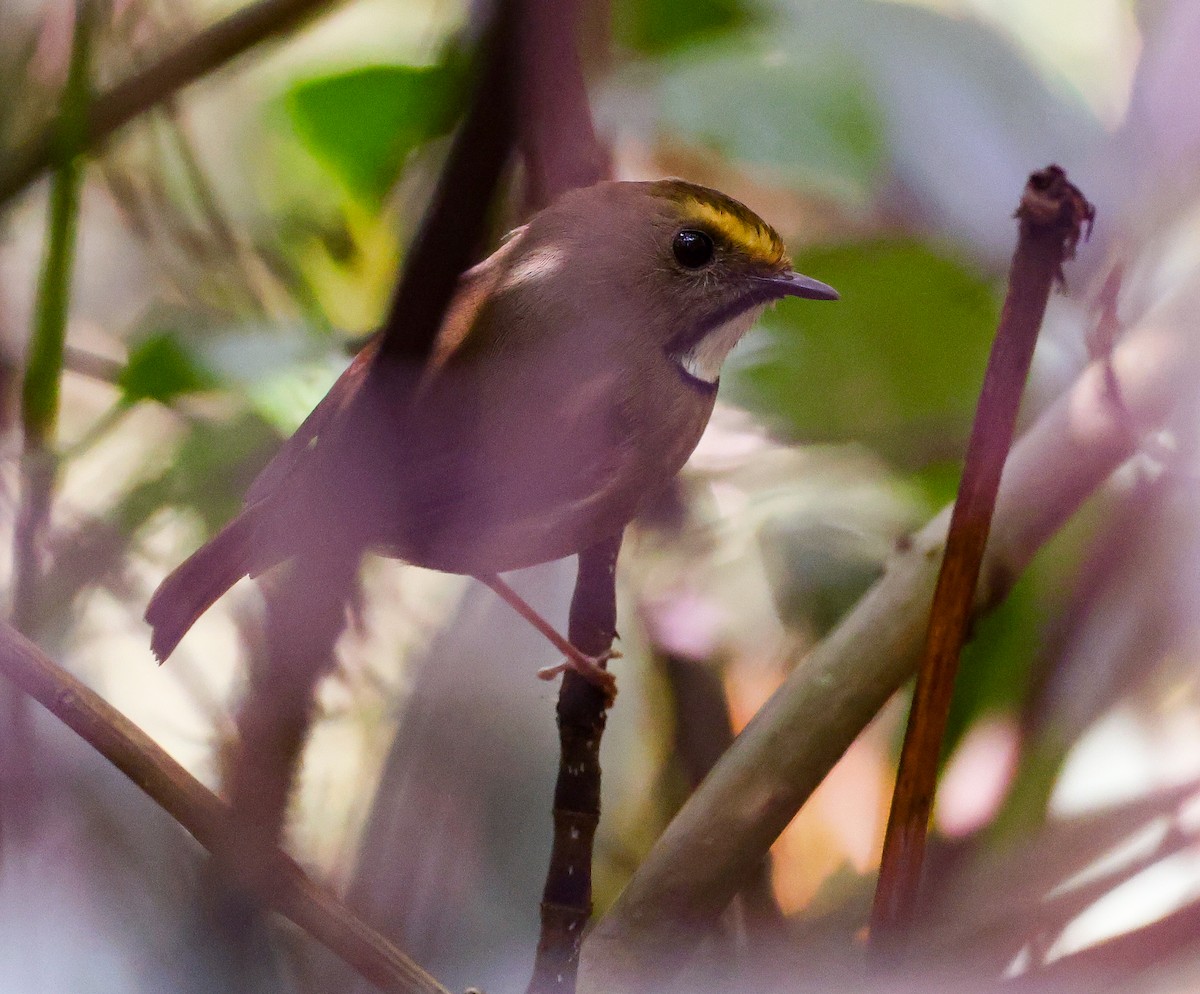 White-gorgeted Flycatcher - ML637346937
