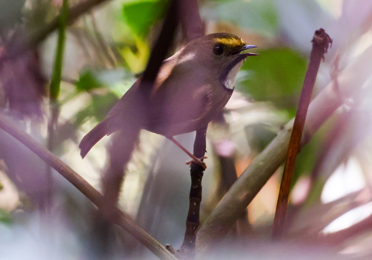 White-gorgeted Flycatcher - ML637346938
