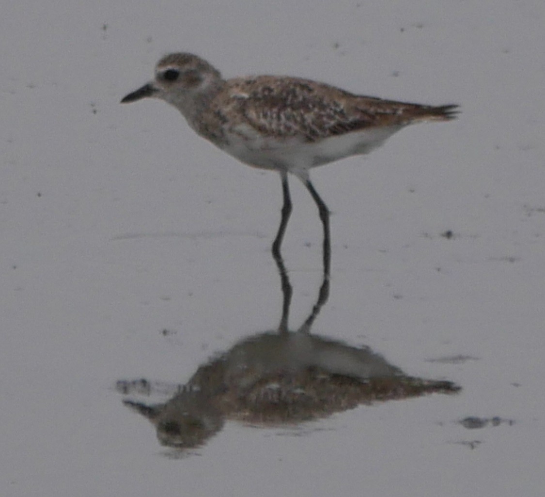 Pivieressa - ML637346942