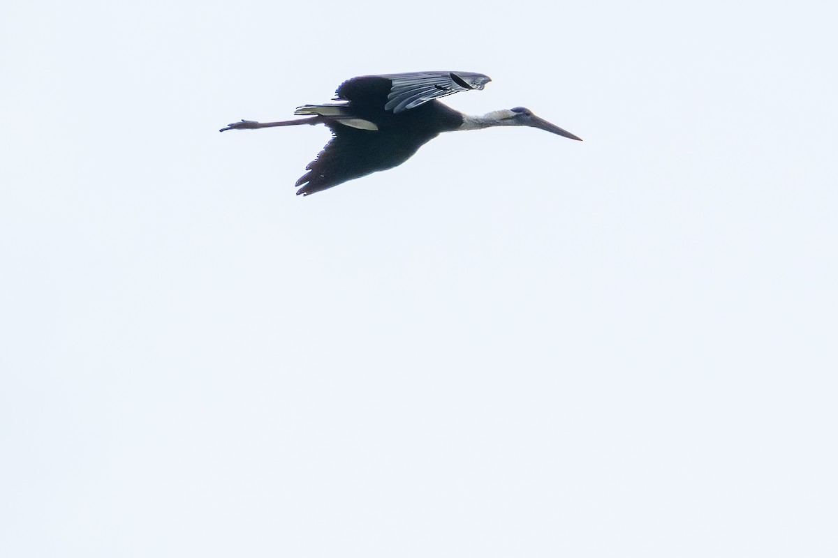 Asian Woolly-necked Stork - ML637346969