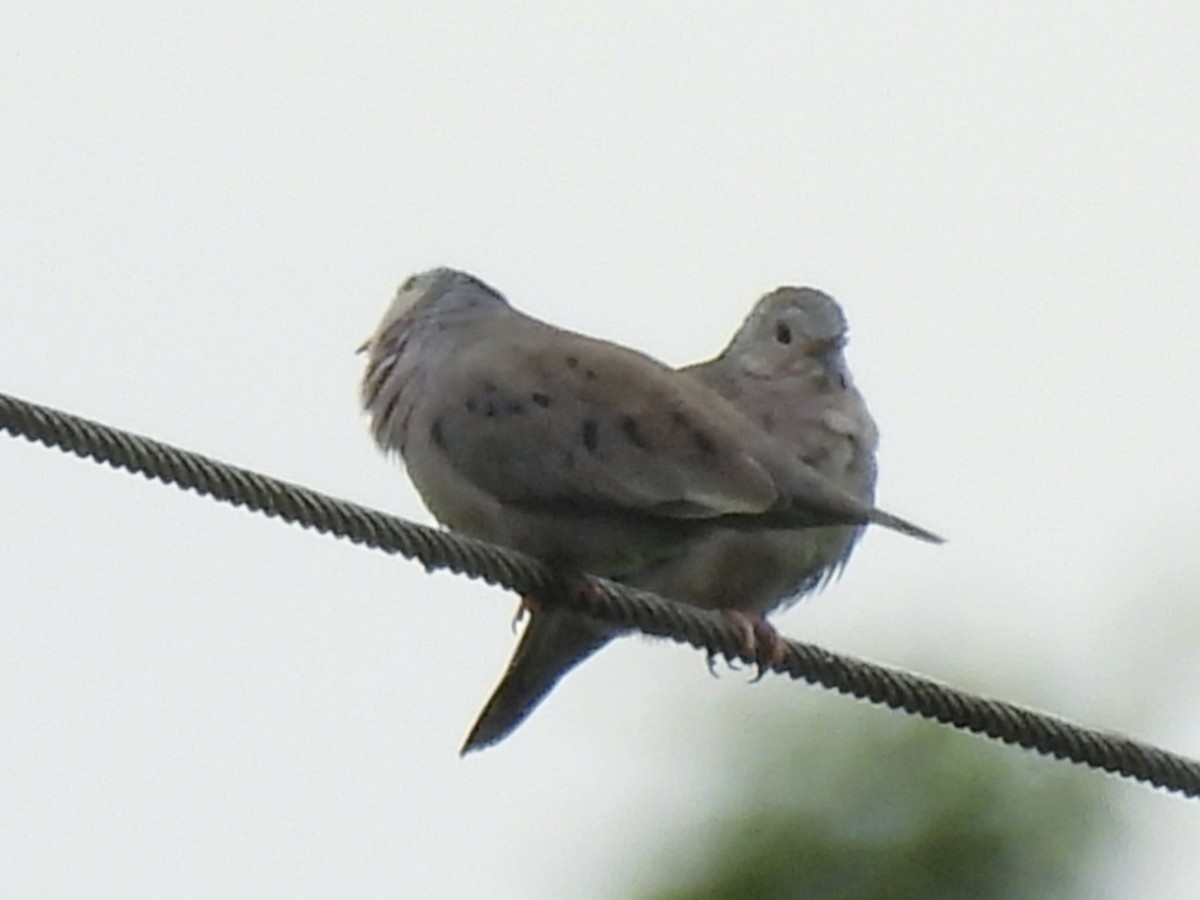 Plain-breasted Ground Dove - ML637346972
