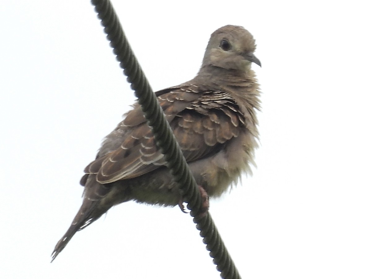 Plain-breasted Ground Dove - ML637346973