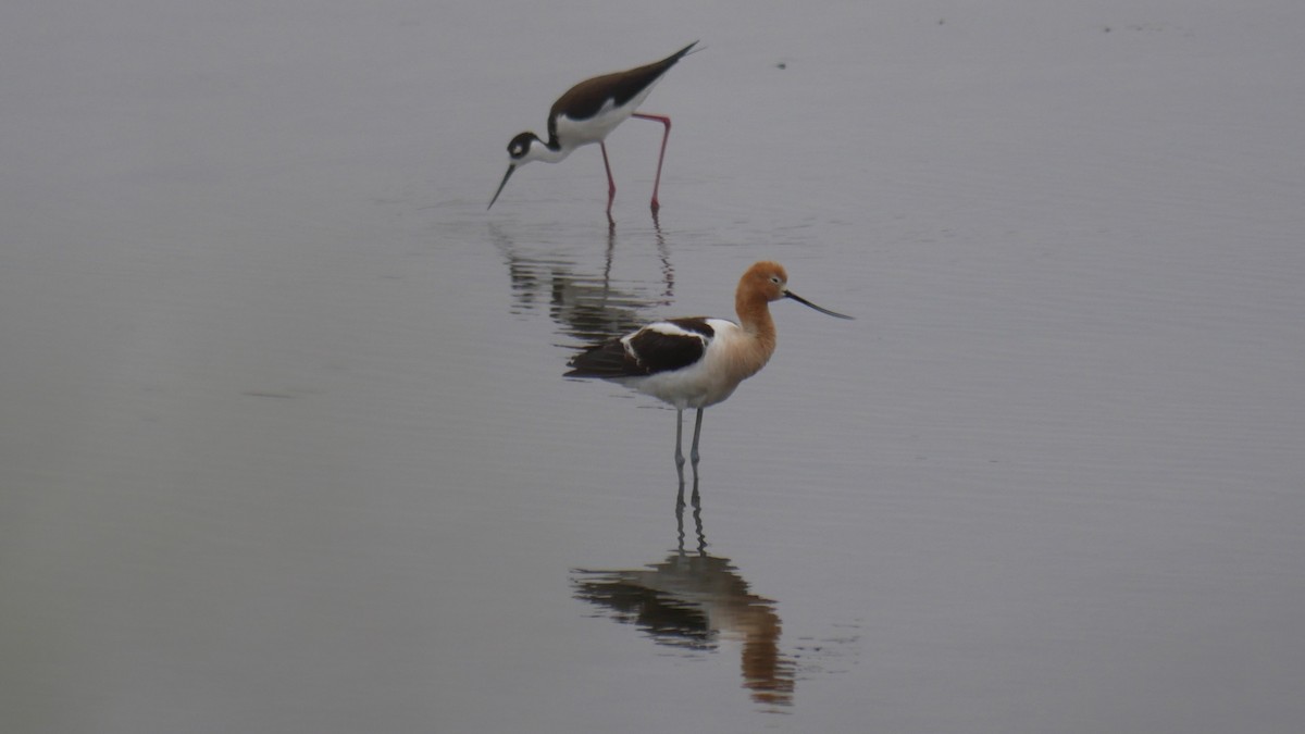 American Avocet - ML637347003