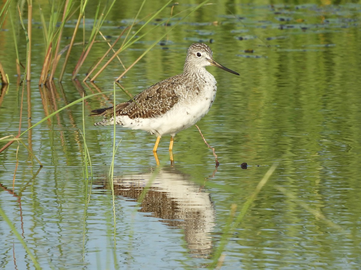 Greater Yellowlegs - ML637347165