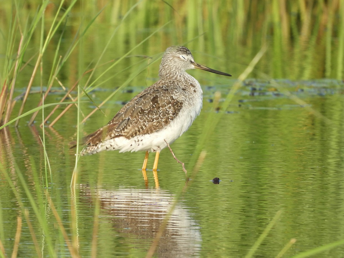 Greater Yellowlegs - ML637347169