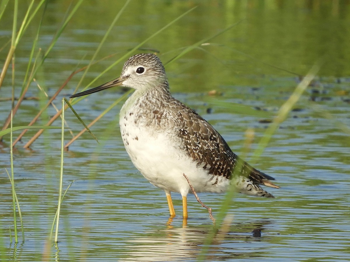 Greater Yellowlegs - ML637347175