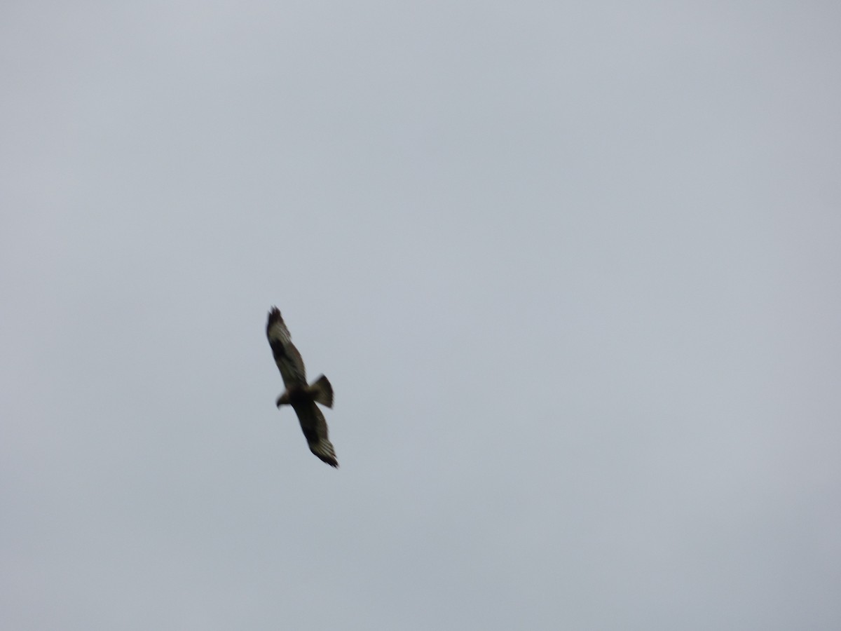 Rough-legged Hawk - ML637347214
