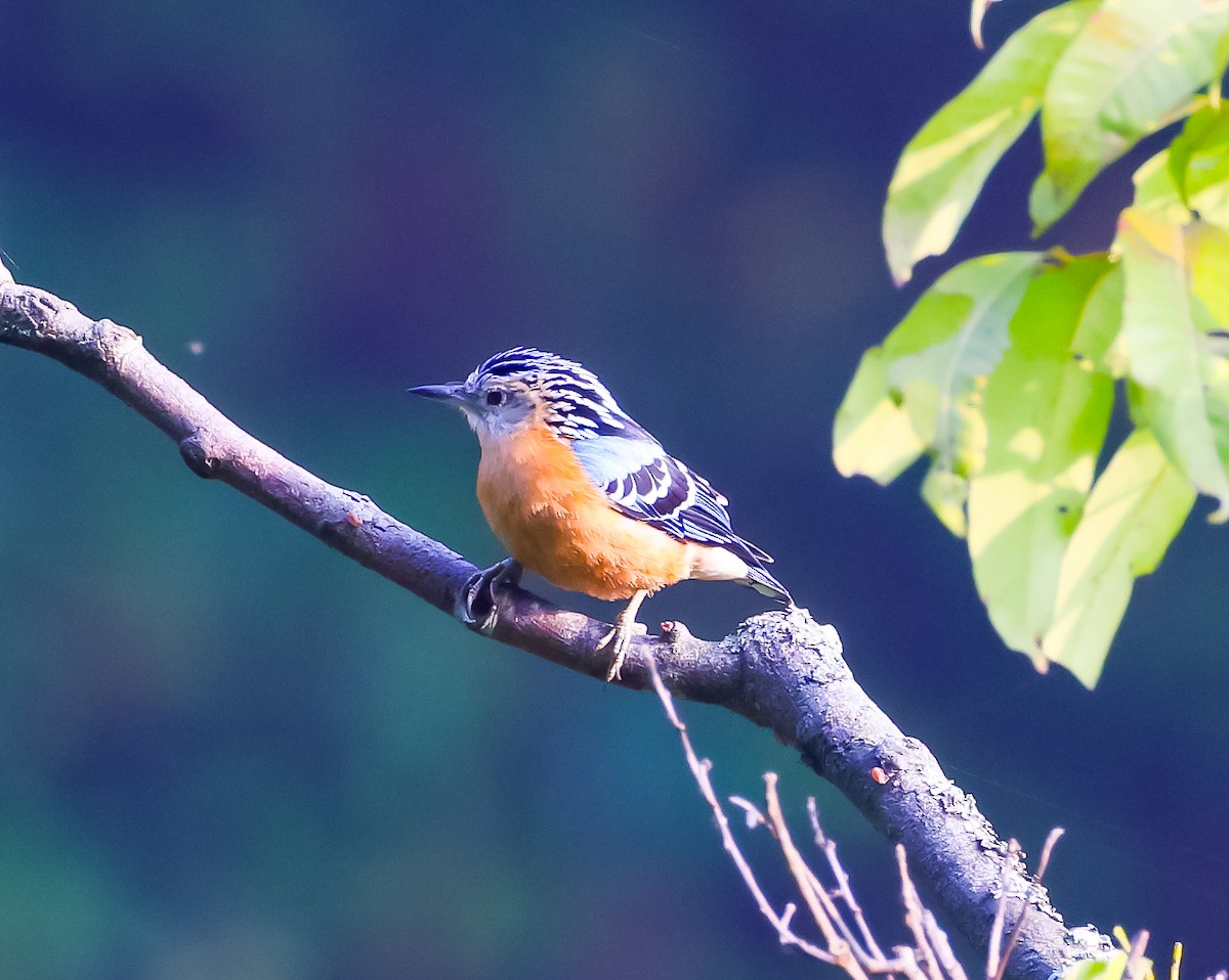 Beautiful Nuthatch - ML637347242