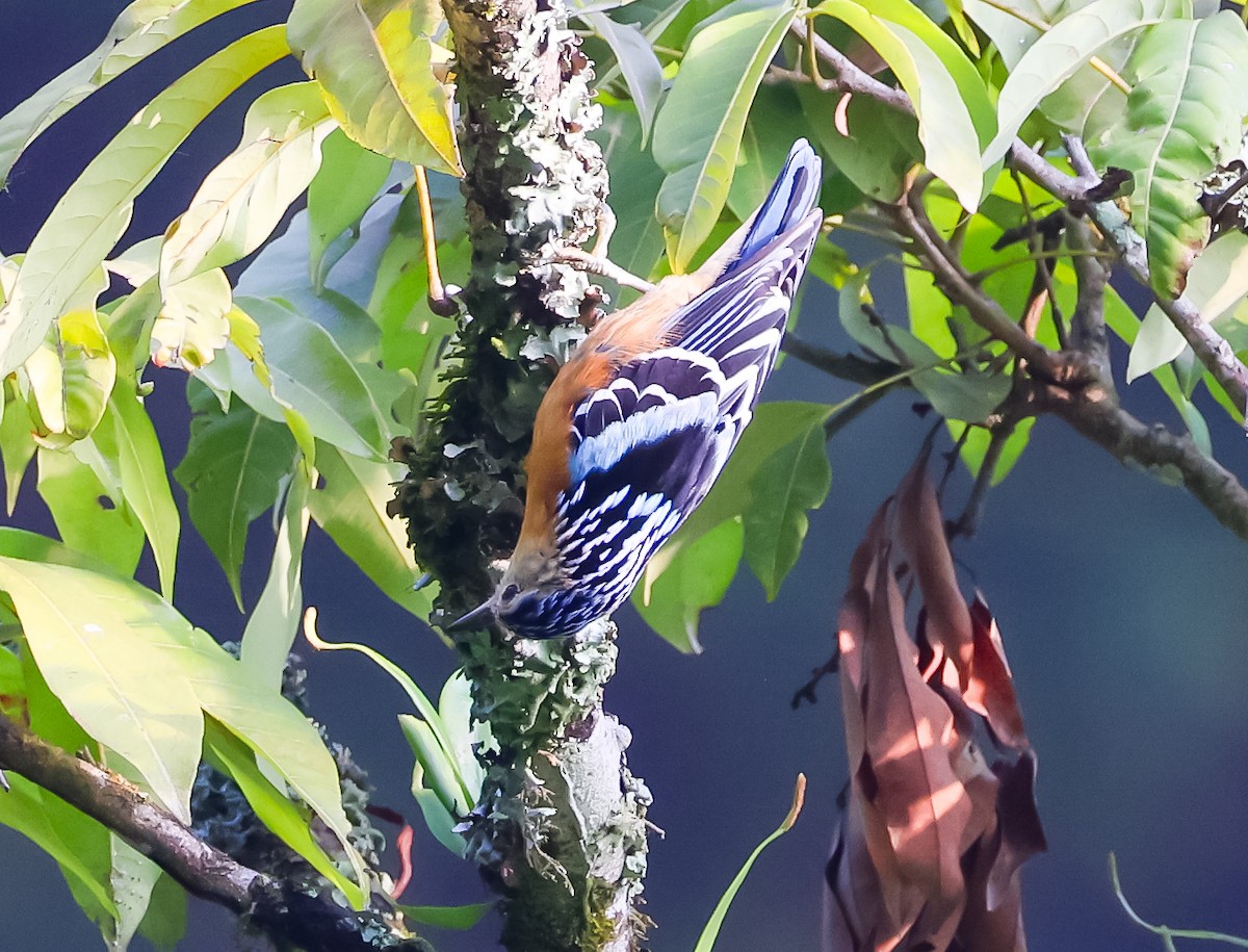 Beautiful Nuthatch - ML637347243