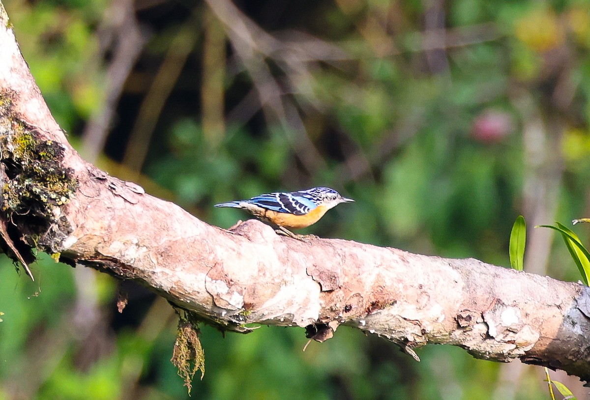 Beautiful Nuthatch - ML637347244