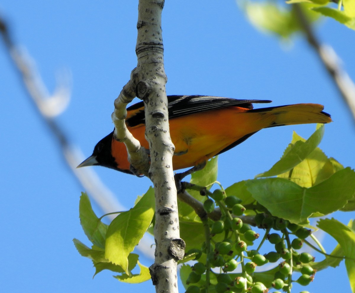 Turpial de Baltimore - ML637347273