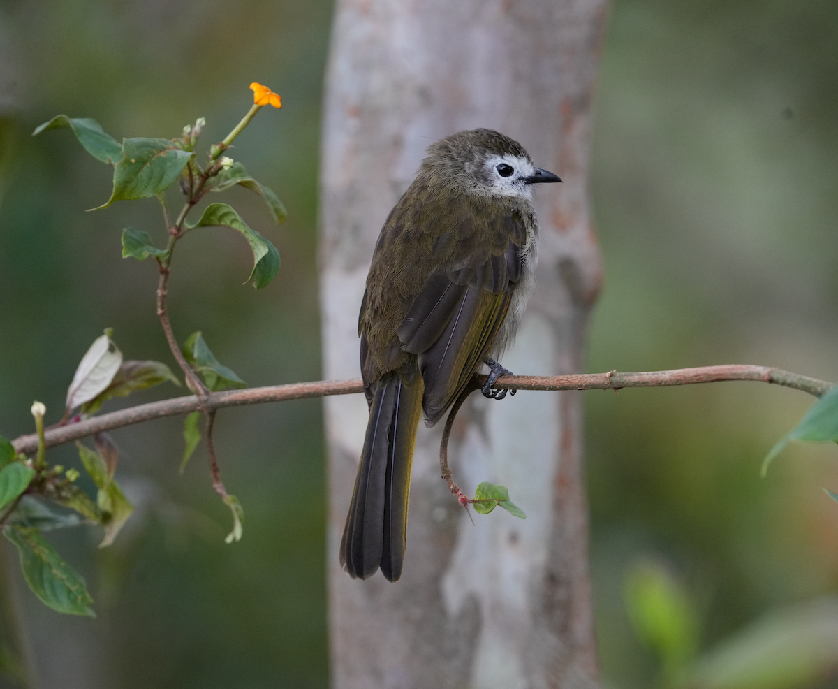 Pale-faced Bulbul - ML637347311