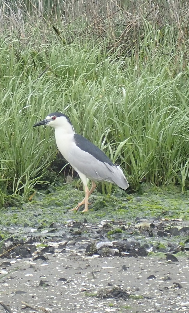 Black-crowned Night Heron - ML637347360
