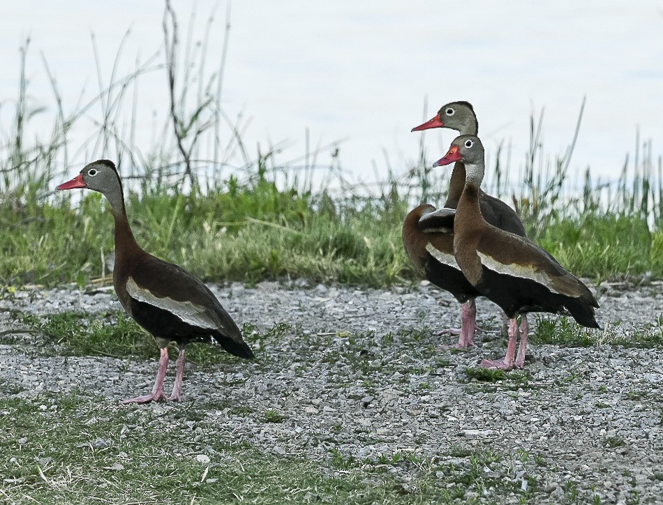 Black-bellied Whistling-Duck - ML637347369