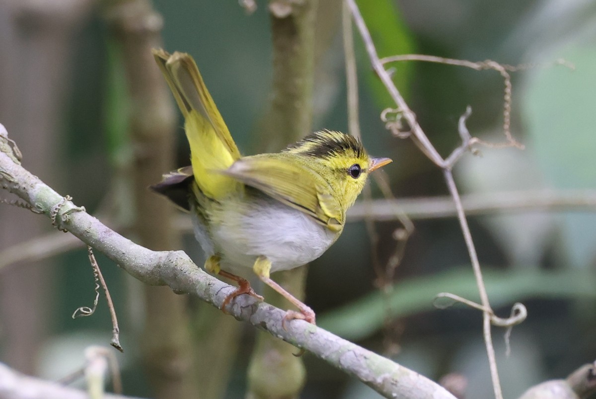 Yellow-vented Warbler - ML637347377