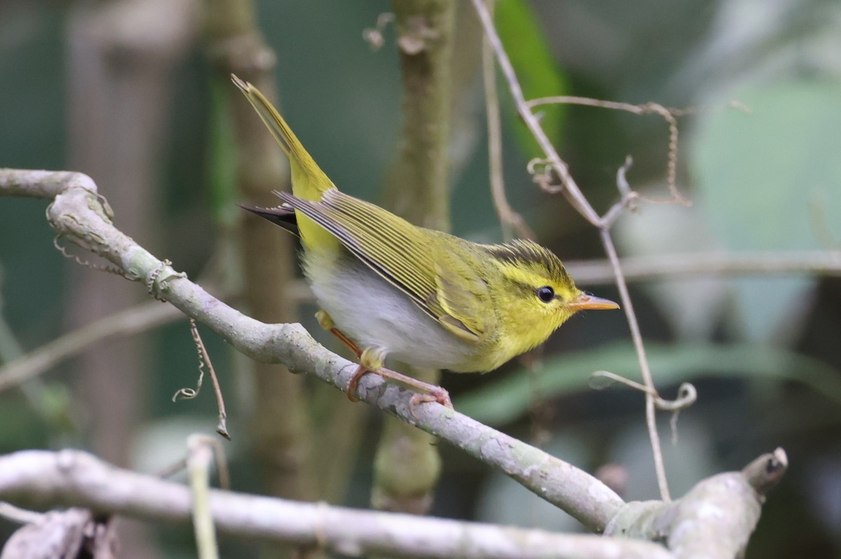 Yellow-vented Warbler - ML637347378
