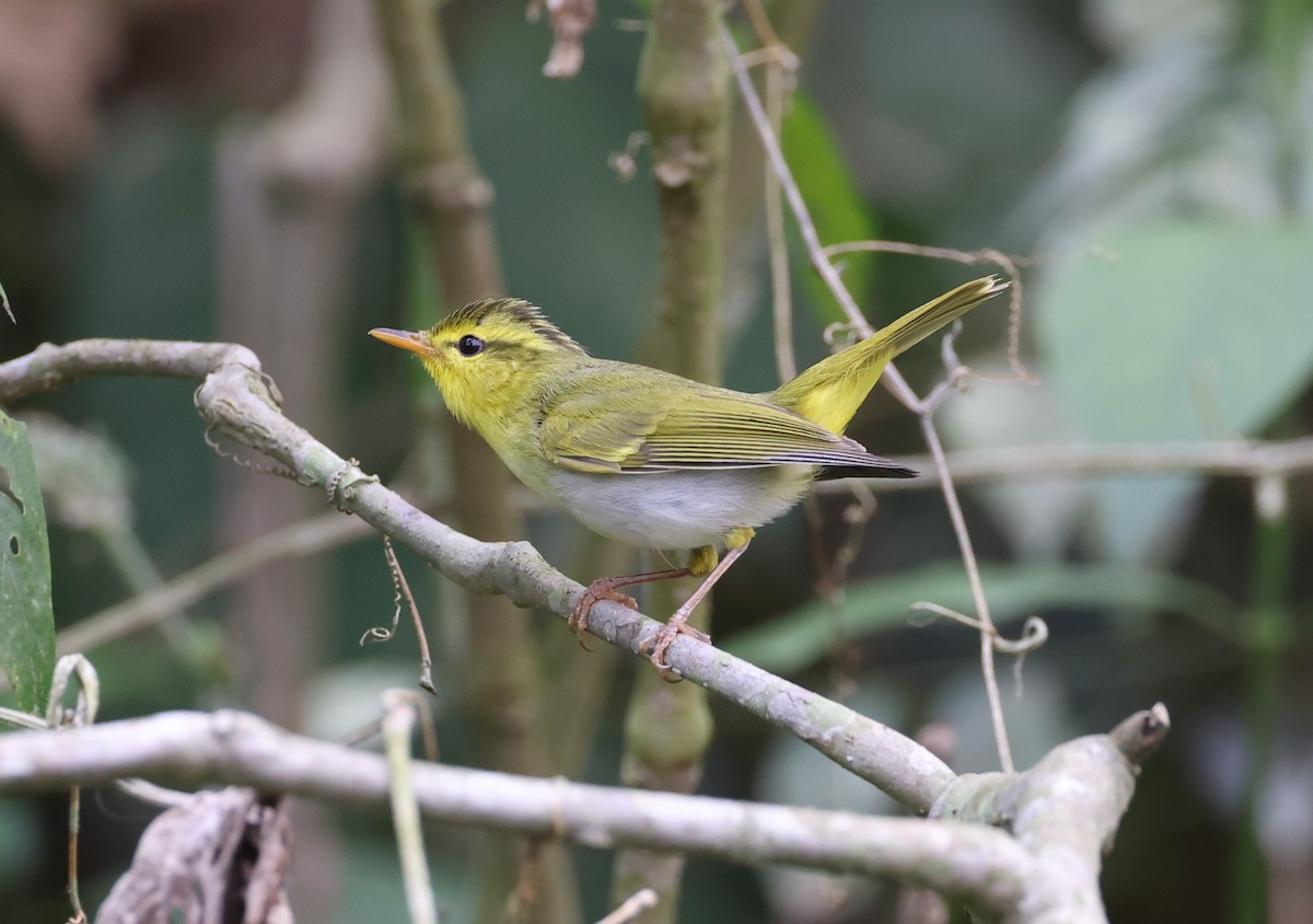 Yellow-vented Warbler - ML637347379