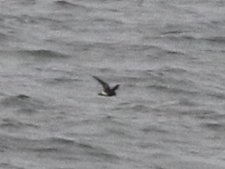 Wilson's Storm-Petrel - ML637347436