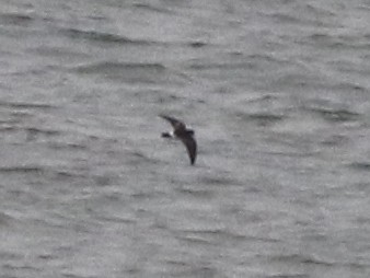 Wilson's Storm-Petrel - ML637347437