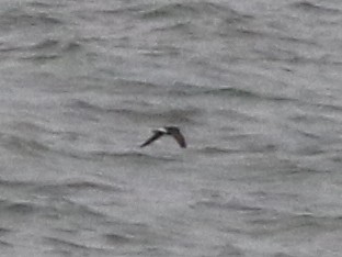 Wilson's Storm-Petrel - ML637347438