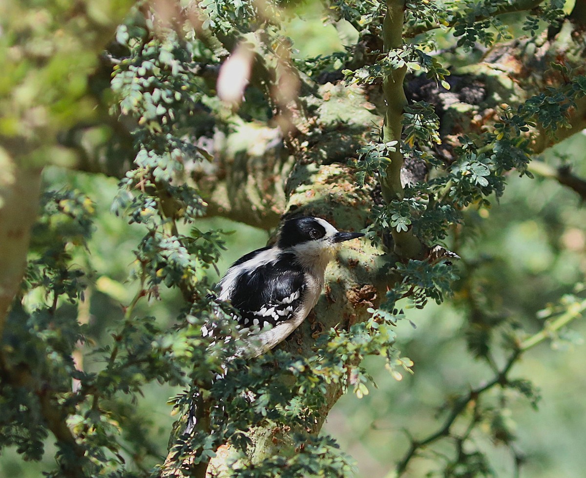 White-fronted Woodpecker - ML637347590