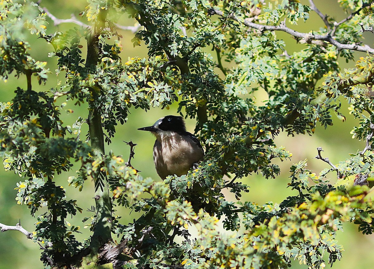 White-fronted Woodpecker - ML637347591