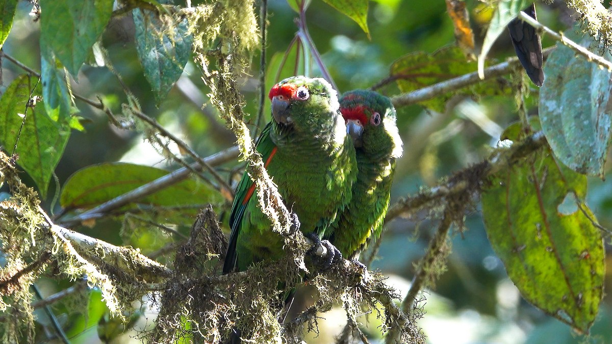 El Oro Parakeet - ML637347614